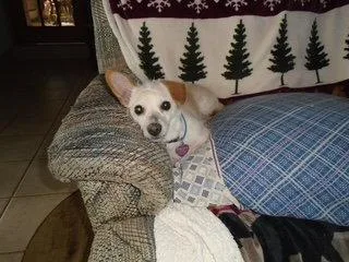 An adult small-sized female Chihuahua dog named Ava for adoption in Alexandria, KY