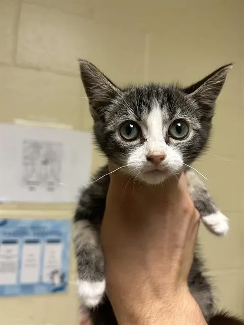 A baby small-sized female Domestic Short Hair cat named Pansy for adoption in Sacramento, CA