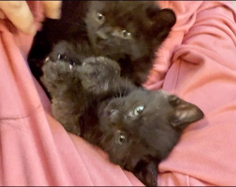 A baby medium-sized male Black Domestic Short Hair cat named Chad for adoption in Herndon, VA