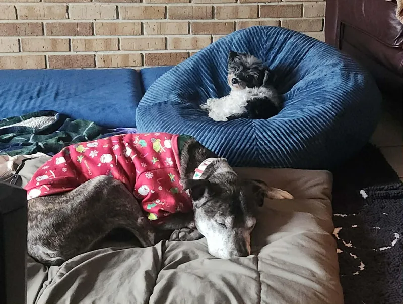 A senior medium-sized male Pit Bull Terrier dog named Sparky Bonded Pair for adoption in Lockport, IL
