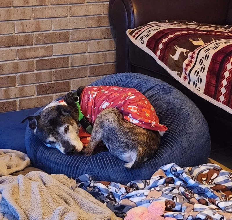 Sparky Bonded Pair thumbnail 4