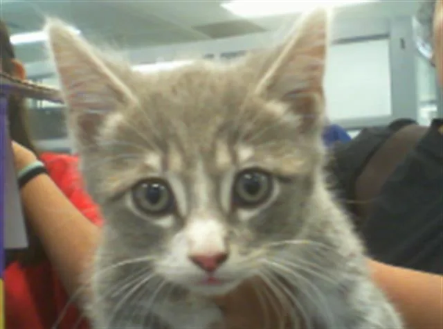 A baby small-sized female Domestic Short Hair cat named Zara for adoption in Charlotte, NC