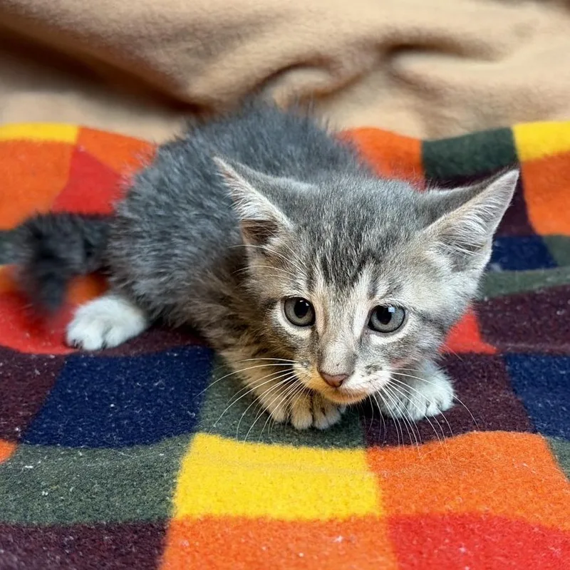 A baby small-sized male Gray / Blue / Silver Domestic Short Hair cat named Grayley for adoption in San Antonio, TX