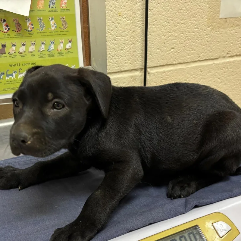 A baby small-sized female Black Mixed Breed dog named Pocky for adoption in Memphis, TN