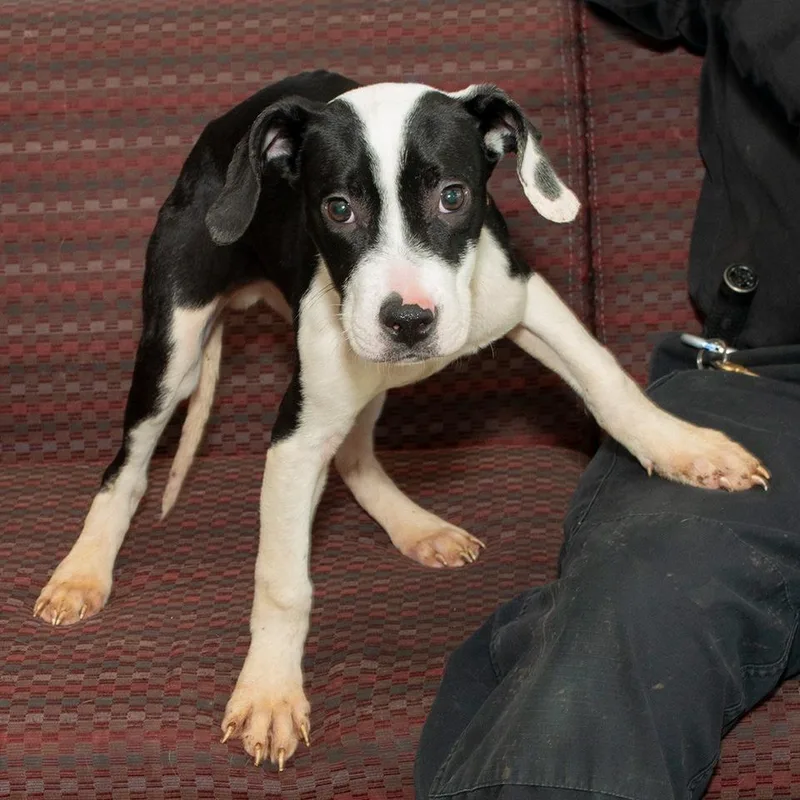 A baby medium-sized male Pit Bull Terrier dog named Mickey for adoption in Troy, OH
