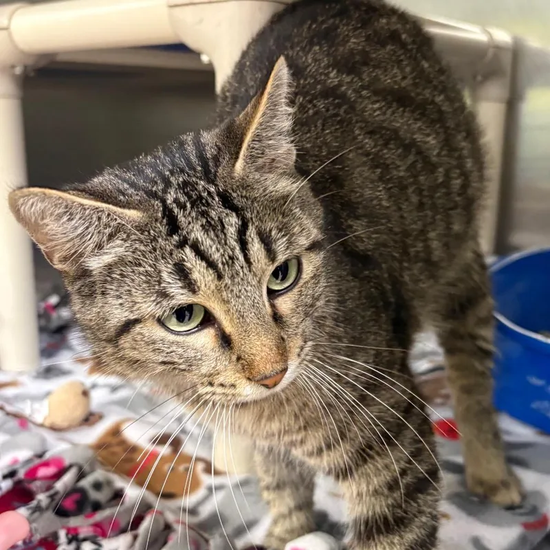 An adult medium-sized female Brown / Chocolate Domestic Short Hair cat named Janice for adoption in Springfield, IL
