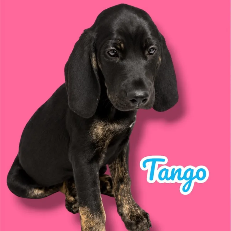 A baby small-sized female Black and Tan Coonhound dog named Tango for adoption in Scottsdale, AZ