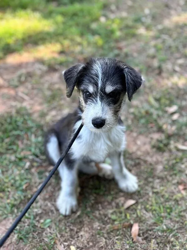 A baby small-sized male Black Goldendoodle dog named Jet for adoption in Aiken, SC