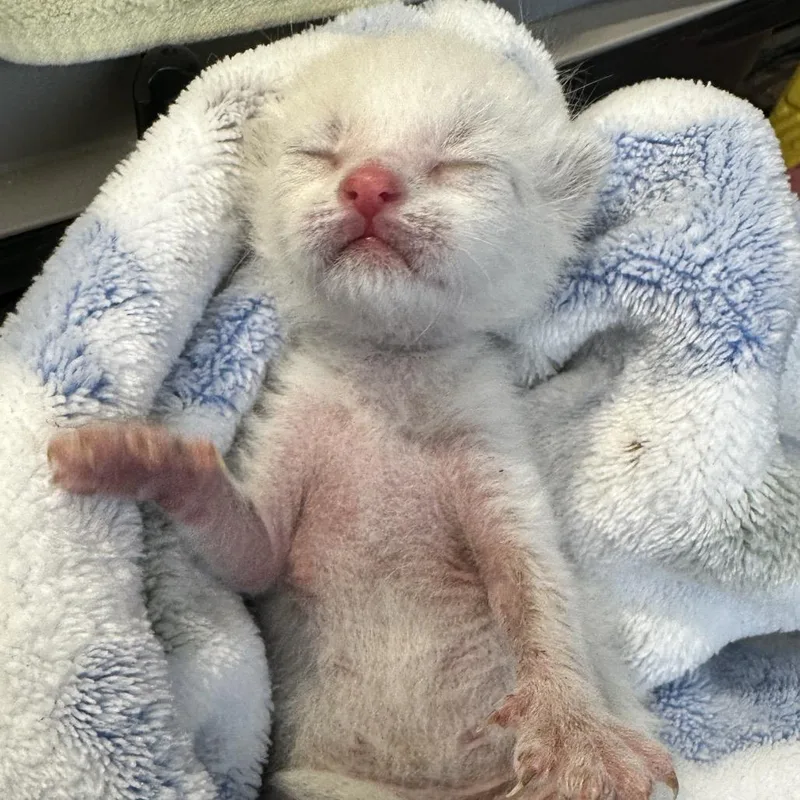 A baby small-sized female White Domestic Short Hair cat named Etta Rose for adoption in Abilene, TX