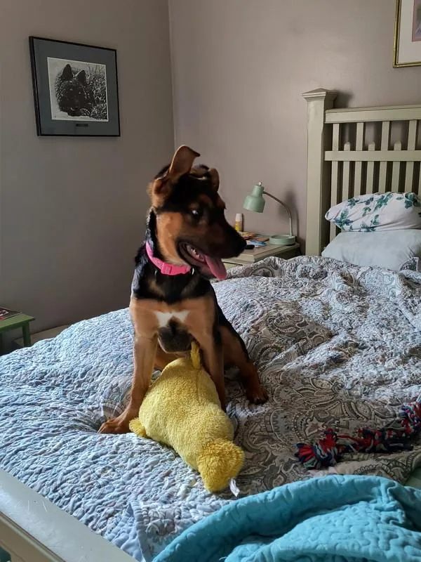A young medium-sized female German Shepherd Dog dog named Kali for adoption in Cleveland, TN