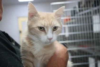 An adult large-sized female Domestic Short Hair cat named Hopscotch for adoption in Brunswick, GA