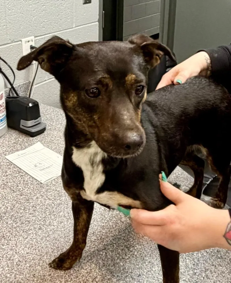 A young large-sized female Chihuahua dog named Darla for adoption in Henderson, NC