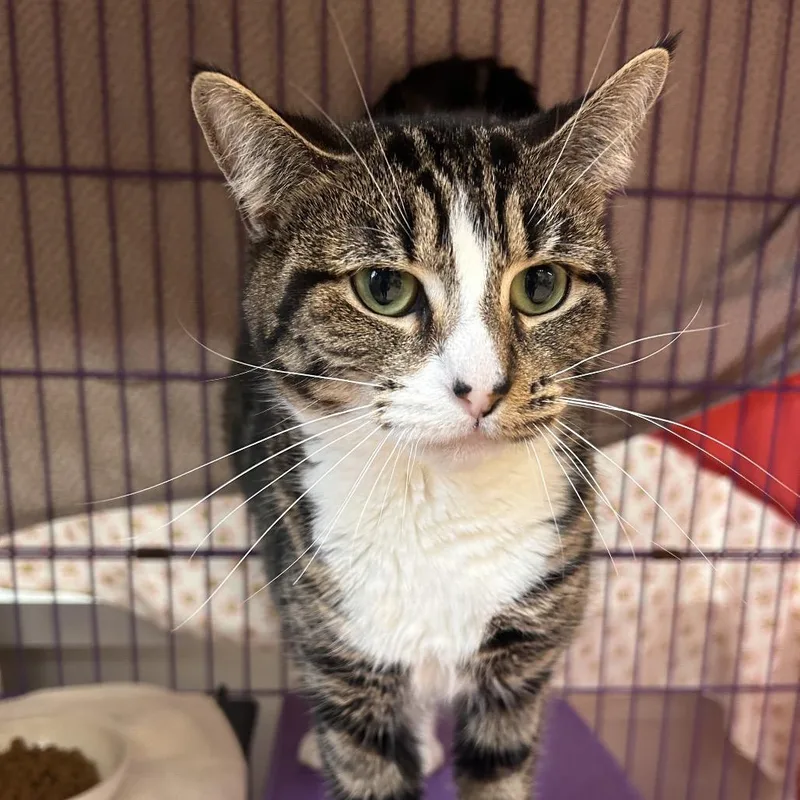 An adult medium-sized female Brown / Chocolate Domestic Short Hair cat named Gwendolyn for adoption in Bedford, NH