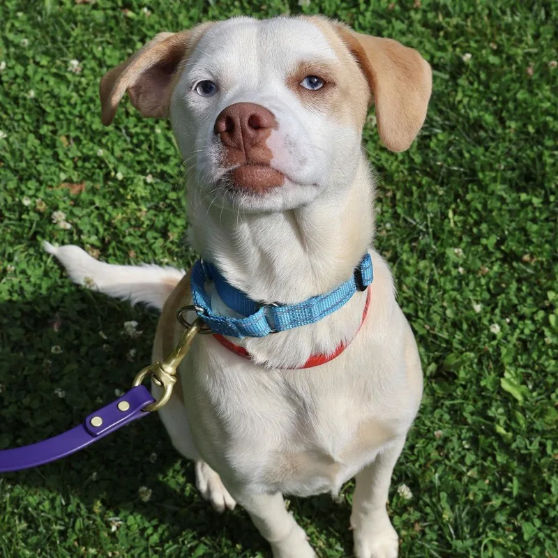 A young medium-sized female White / Cream Pointer dog named Cheesecake for adoption in Briarcliff Manor, NY