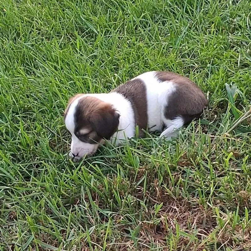 A baby small-sized female White / Cream Jack Russell Terrier dog named Fluffy for adoption in Joliet, IL