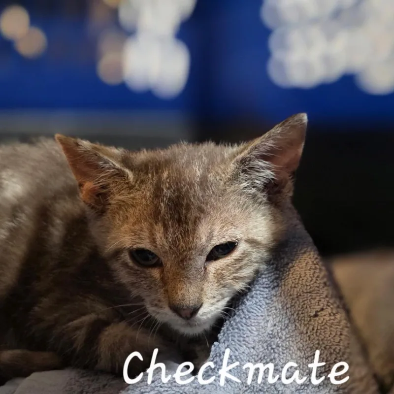 A baby small-sized male Gray / Blue / Silver Domestic Short Hair cat named Checkmate for adoption in Waldorf, MD