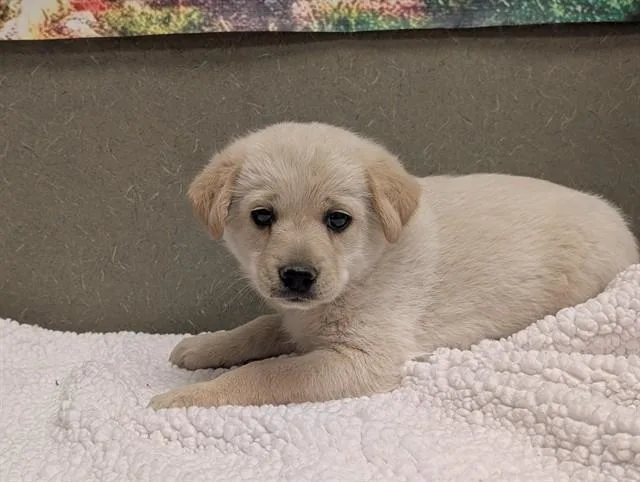 Milo