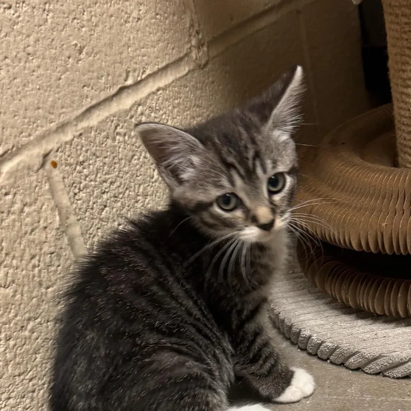 A baby small-sized female Domestic Short Hair cat named Monsterella for adoption in York, PA