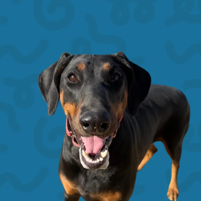 Sadie thumbnail 4