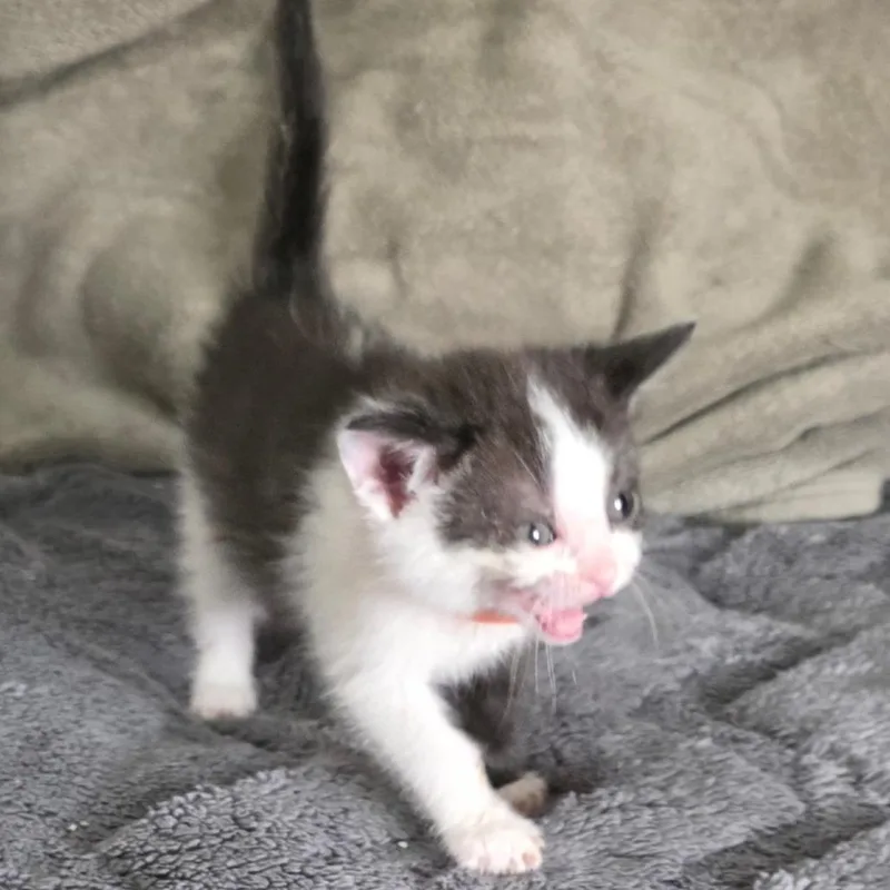 A baby small-sized male Black Domestic Short Hair cat named Zorro for adoption in Chicago, IL