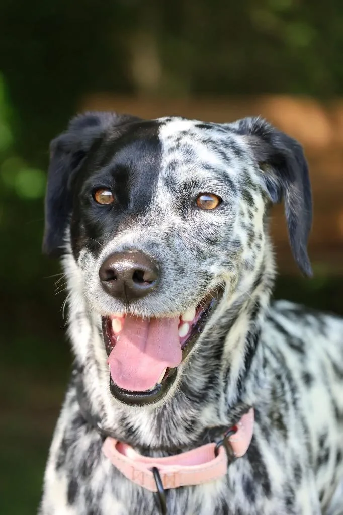 An adult medium-sized female Mixed Breed dog named Georgia for adoption in Columbia, TN