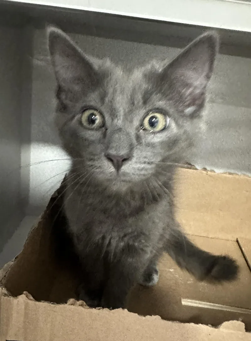 A young small-sized male Gray / Blue / Silver Domestic Short Hair cat named Dusty for adoption in Webster City, IA