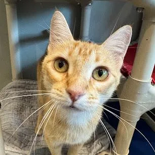 A young medium-sized female Orange / Red Domestic Short Hair cat named Maude for adoption in Austin, TX