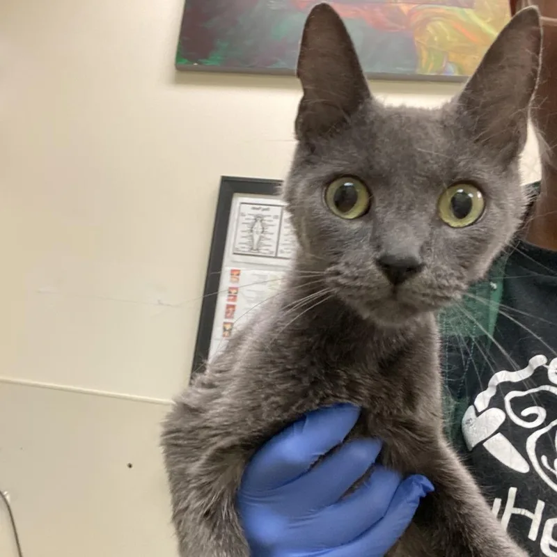 An adult medium-sized female Gray / Blue / Silver Domestic Short Hair cat named Stormy for adoption in Lynchburg, VA