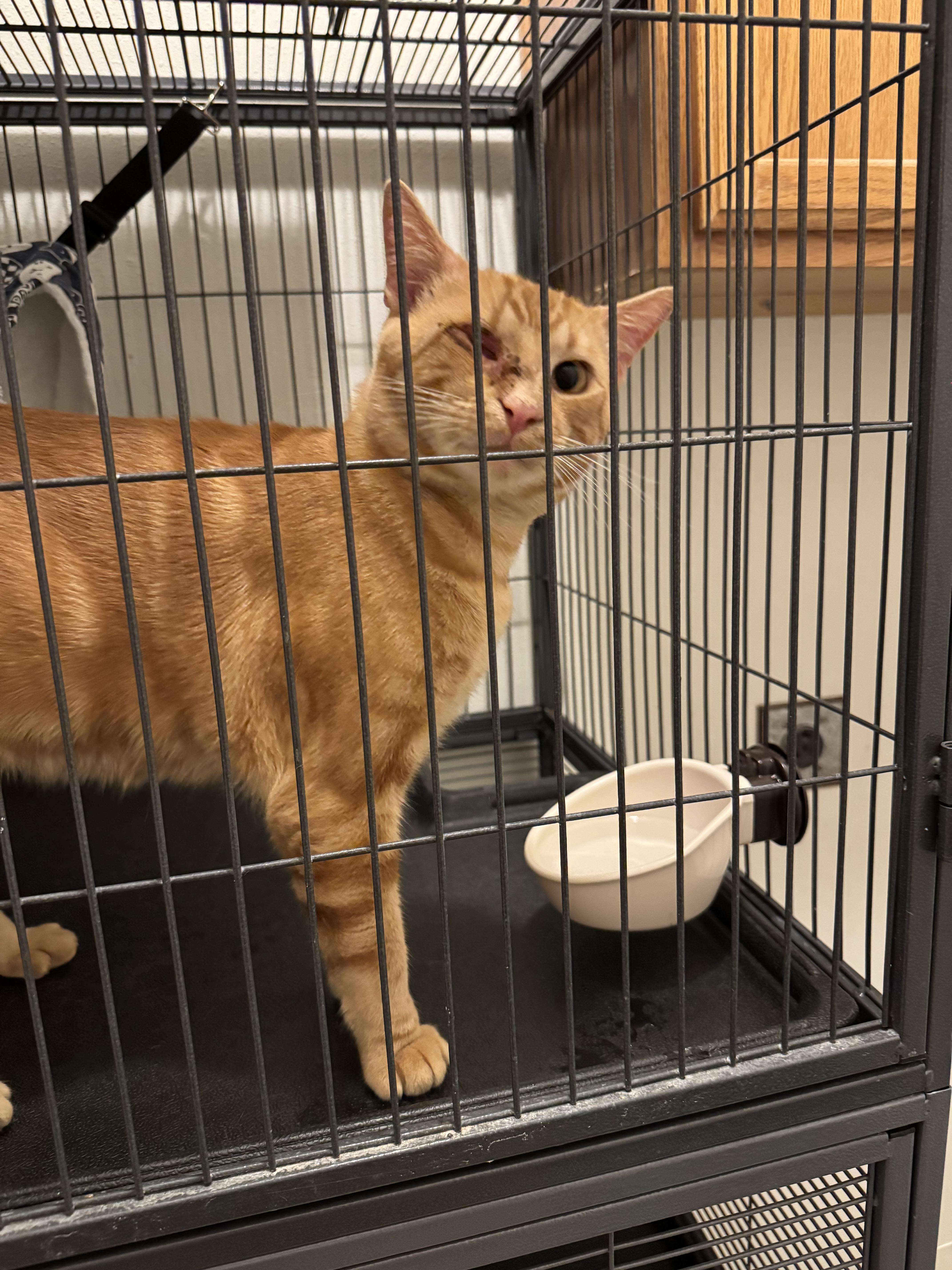 An adult large-sized male Domestic Short Hair cat named Archie for adoption in Springfield, MO