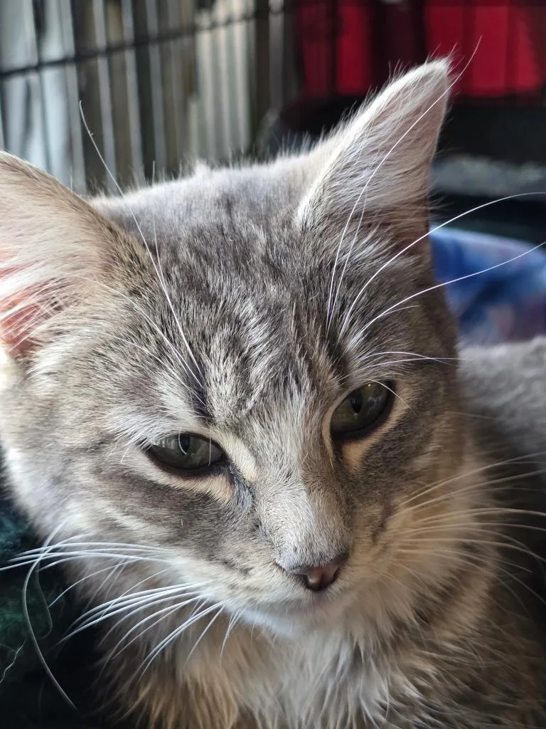A baby medium-sized female Domestic Short Hair cat named Ashalee for adoption in Rice Lake, WI