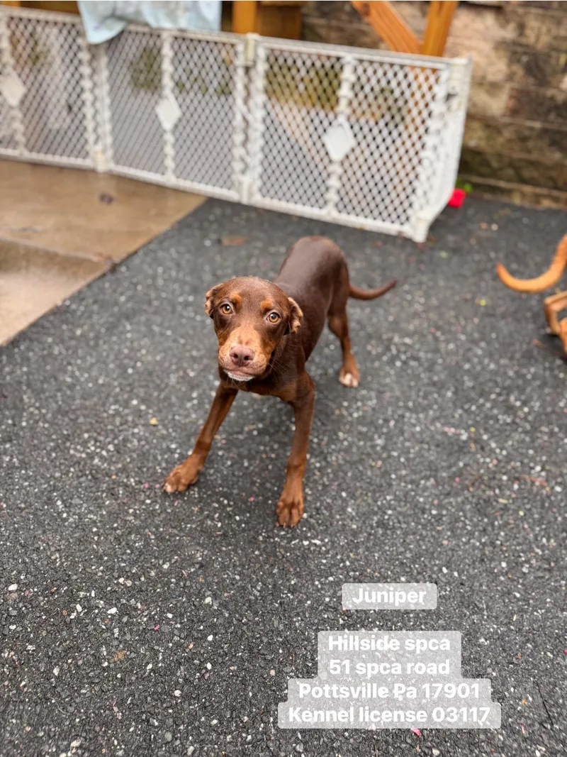 A young medium-sized female Brown / Chocolate Dachshund dog named Juniper for adoption in Pottsville, PA