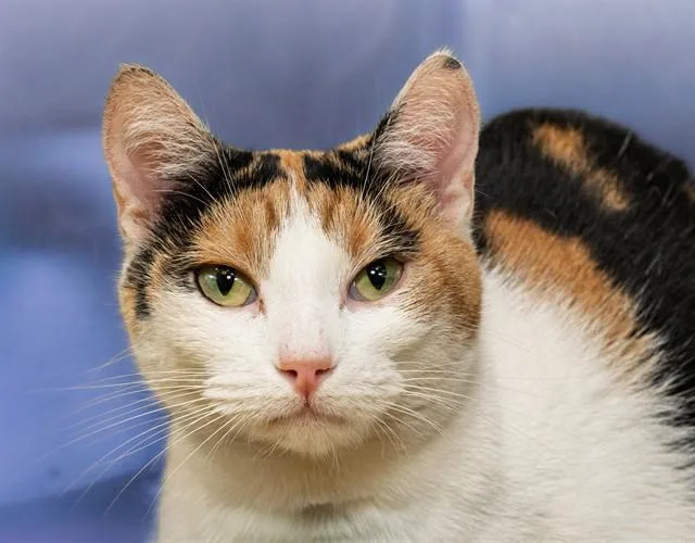 An adult medium-sized female Domestic Short Hair cat named Mercury for adoption in Cookeville, TN