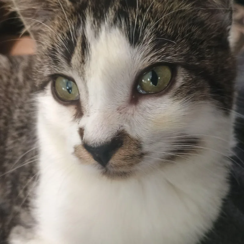 An adult medium-sized male Tabby (Brown / Chocolate) Domestic Short Hair cat named Rayne for adoption in Farmington, MN