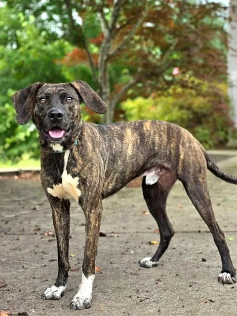 A young medium-sized male Hound dog named Whiskey for adoption in Statesville, NC