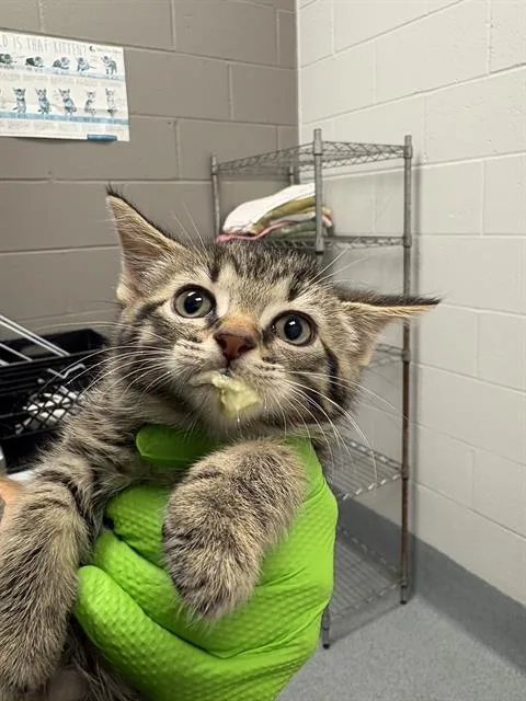 A baby small-sized female Domestic Short Hair cat named Artemis for adoption in Indianapolis, IN