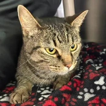 An adult small-sized female Brown / Chocolate Domestic Short Hair cat named Cinnamon for adoption in Emporia, KS