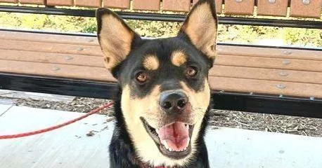 A young medium-sized male Tricolor (Brown, Black, & White) German Shepherd Dog dog named Jack for adoption in Tigard, OR