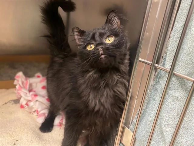 Gigi