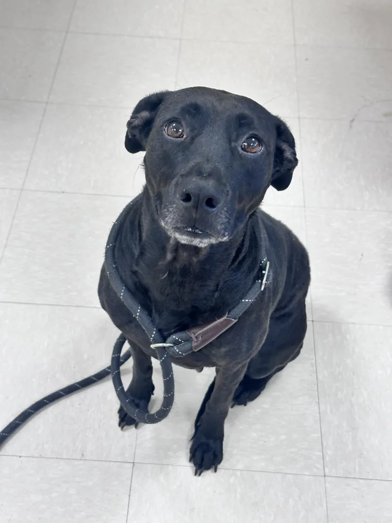 An adult medium-sized female Black Labrador Retriever dog named Leia for adoption in Clayton, NJ