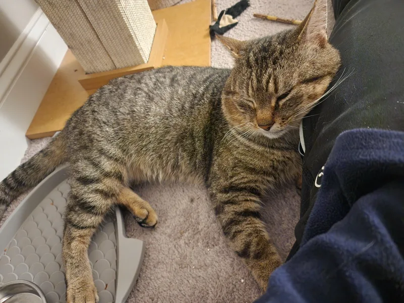 An adult medium-sized male Tabby (Brown / Chocolate) Tabby cat named Gusplayful  Chatty  for adoption in Laurel, MD