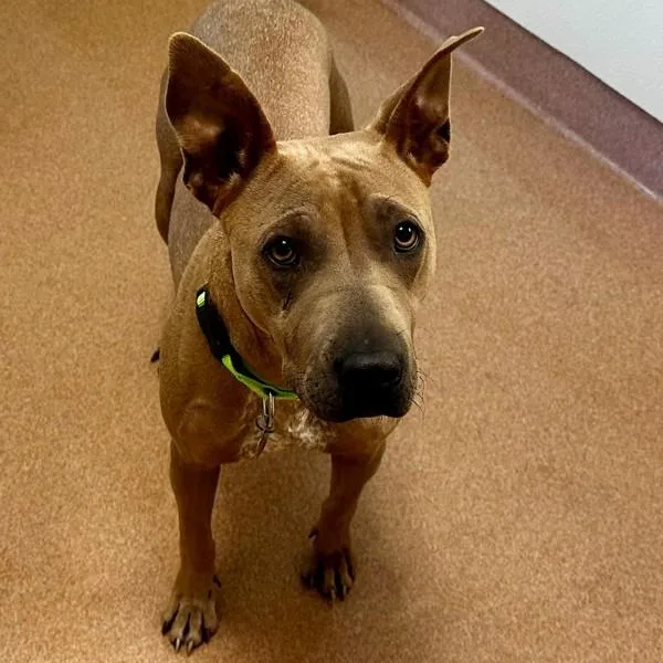 An adult large-sized female American Staffordshire Terrier dog named Chickadee for adoption in Walnut Creek, CA
