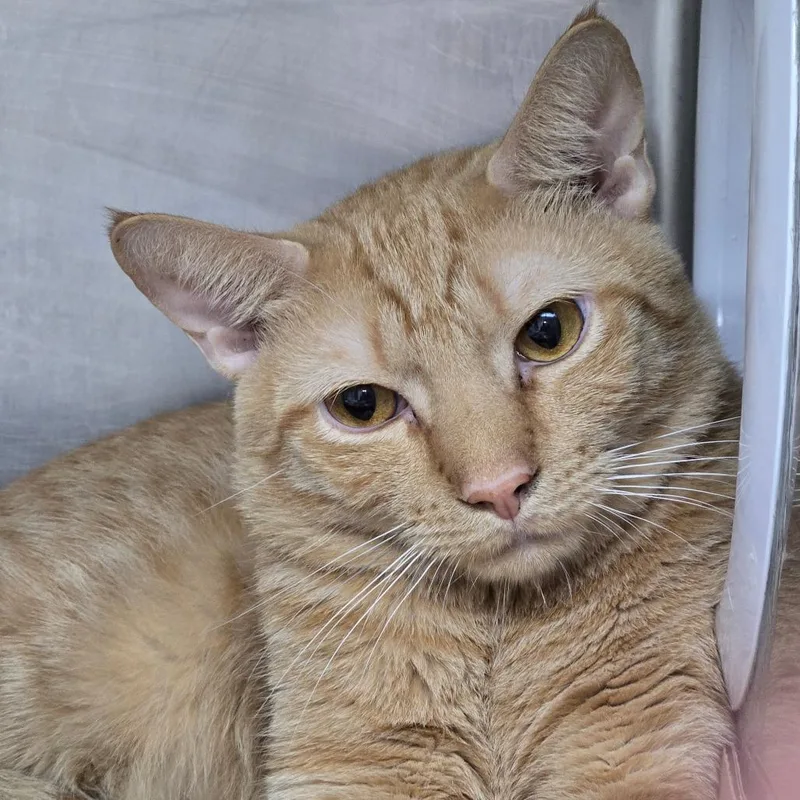 An adult large-sized male Domestic Short Hair cat named Simba for adoption in Newark, NJ