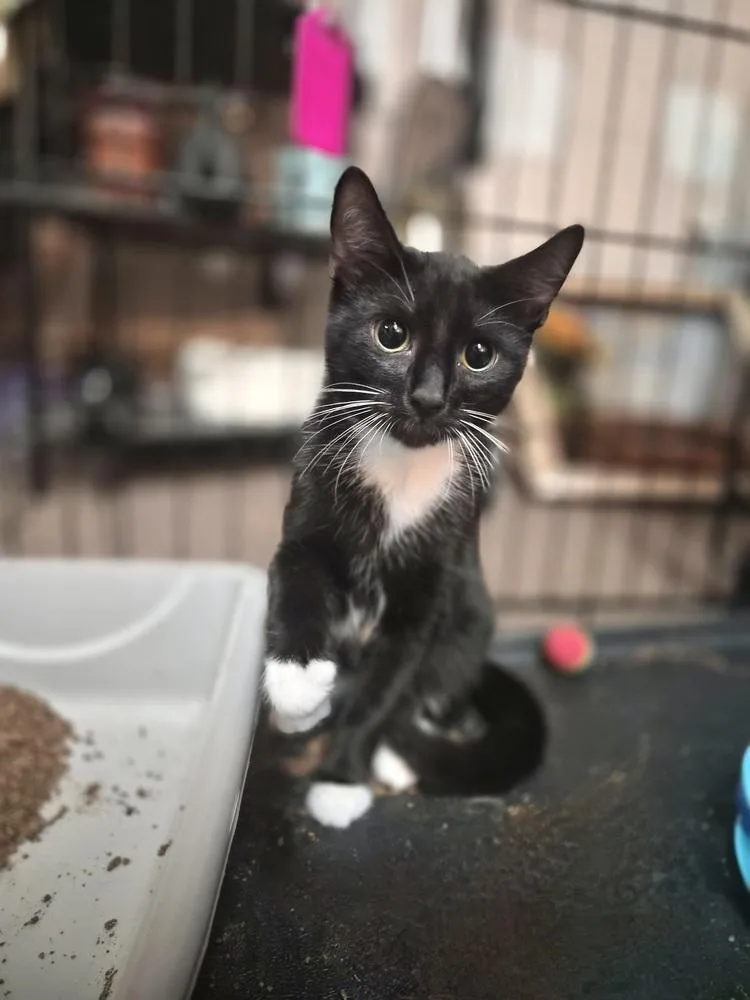 A baby small-sized male Black & White / Tuxedo Domestic Short Hair cat named Kelly for adoption in Patchogue, NY