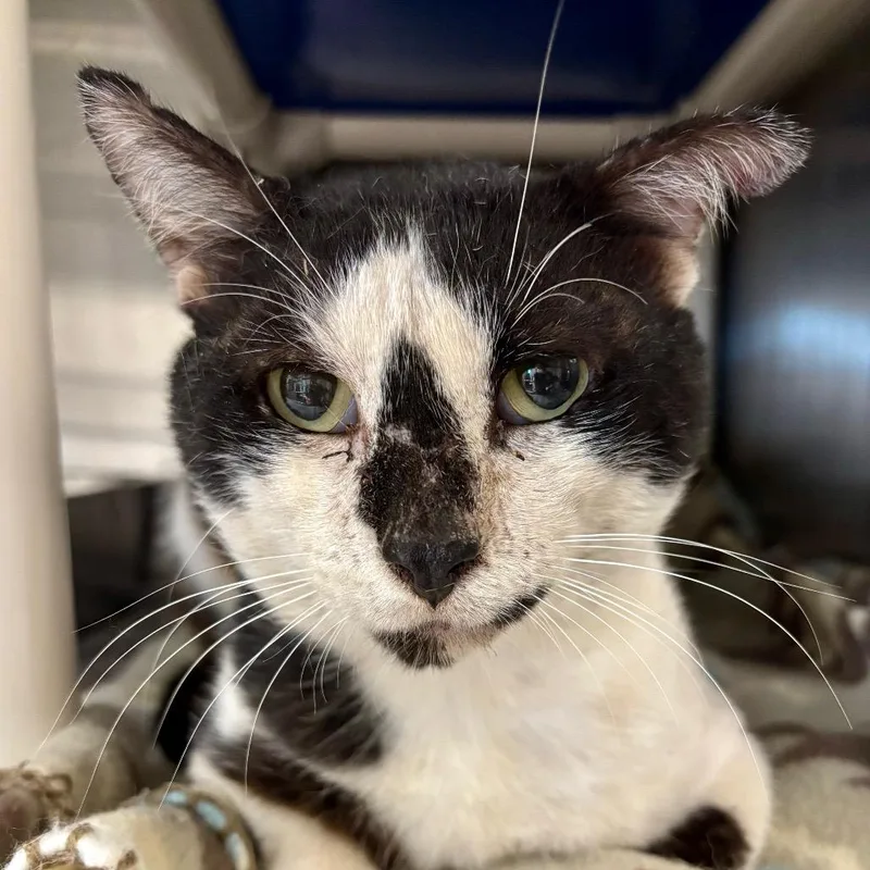 A senior large-sized male Black Domestic Short Hair cat named Marcus for adoption in Austin, TX