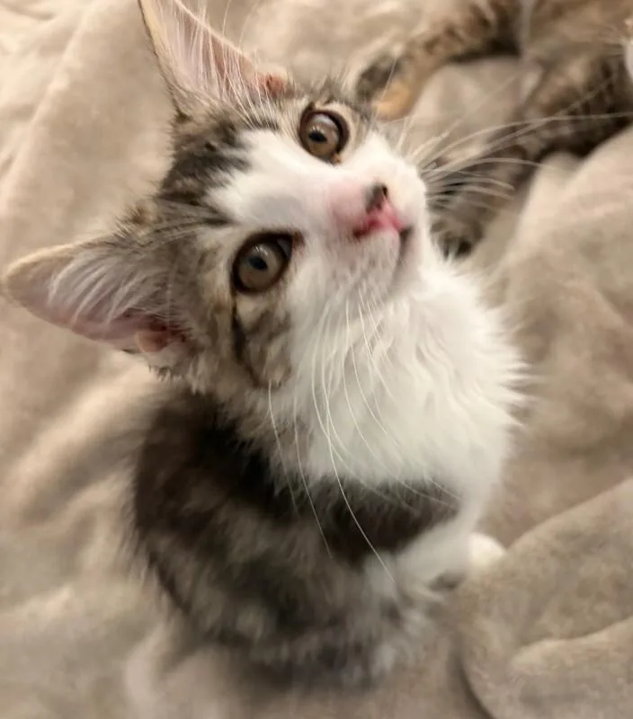 A young medium-sized male Tabby (Buff / Tan / Fawn) Tabby cat named K Darin for adoption in Kennewick, WA