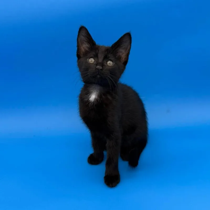 A baby small-sized female Black Domestic Short Hair cat named Everly for adoption in Plainfield, IL