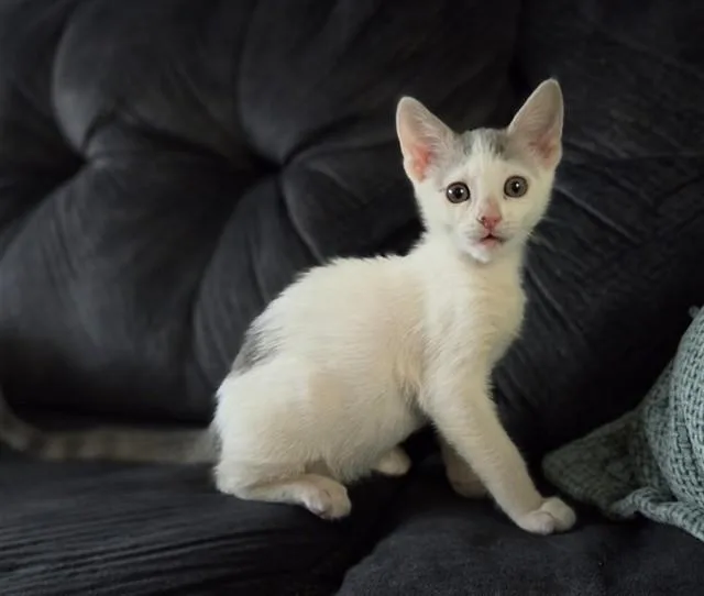 A baby small-sized female Domestic Short Hair cat named Scrunch for adoption in Salinas, CA