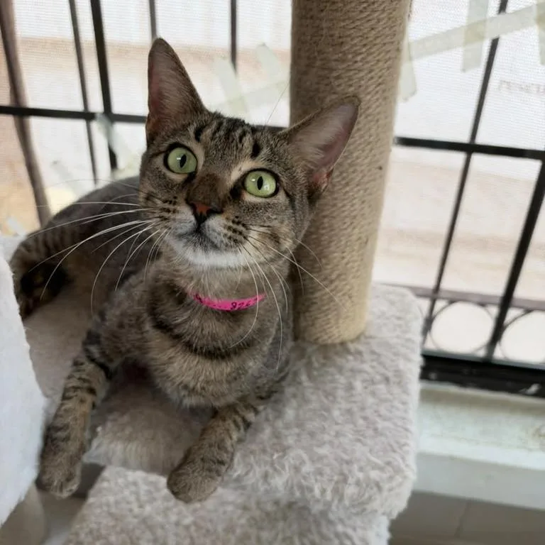 An adult medium-sized female Gray / Blue / Silver Domestic Short Hair cat named Bella for adoption in Laredo, TX