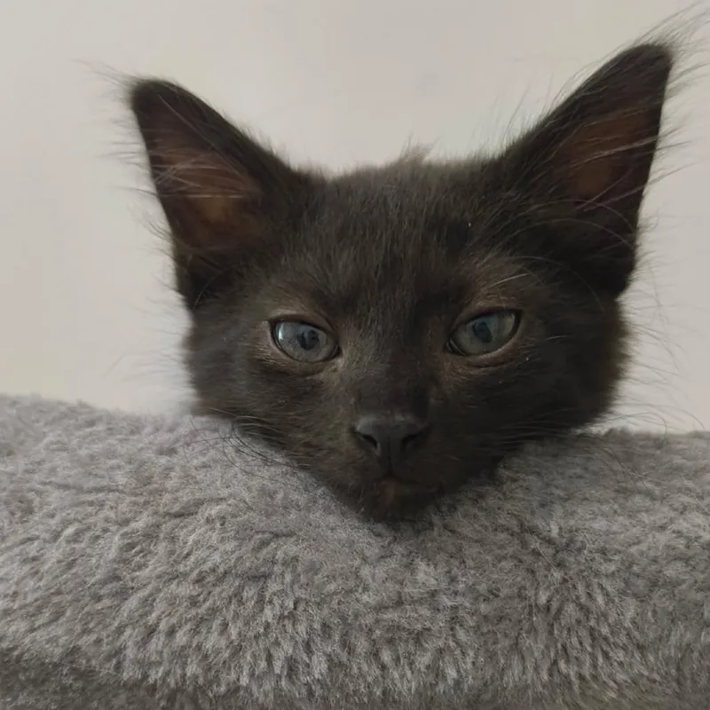 A baby small-sized male Black Domestic Short Hair cat named Bourbon for adoption in Fayetteville, GA