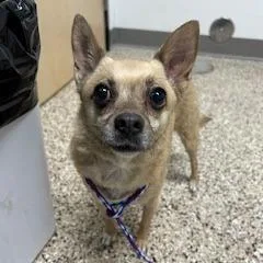 An adult small-sized female Chihuahua dog named Dog for adoption in Bullhead City, AZ